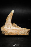 06099 - Top Quality 2.07 Inch Sabre-Toothed Fish (Enchodus libycus) Upper Jaw With Fang