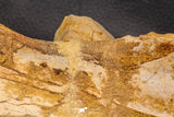 07747 - Top Huge 13.31 Inch Spinosaurus Dinosaur Partial Pelvic Bone (Ilium) Cretaceous KemKem Beds