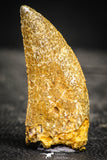 22234 - Beautiful 1.82 Inch Carcharodontosaurus Dinosaur Tooth KemKem