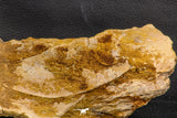 07747 - Top Huge 13.31 Inch Spinosaurus Dinosaur Partial Pelvic Bone (Ilium) Cretaceous KemKem Beds