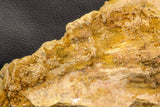 07747 - Top Huge 13.31 Inch Spinosaurus Dinosaur Partial Pelvic Bone (Ilium) Cretaceous KemKem Beds