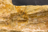 07747 - Top Huge 13.31 Inch Spinosaurus Dinosaur Partial Pelvic Bone (Ilium) Cretaceous KemKem Beds