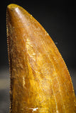 22235 - Top Beautiful 1.80 Inch Carcharodontosaurus Dinosaur Tooth KemKem