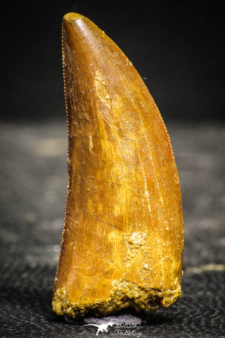 22235 - Top Beautiful 1.80 Inch Carcharodontosaurus Dinosaur Tooth KemKem