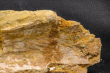 07747 - Top Huge 13.31 Inch Spinosaurus Dinosaur Partial Pelvic Bone (Ilium) Cretaceous KemKem Beds