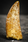 22235 - Top Beautiful 1.80 Inch Carcharodontosaurus Dinosaur Tooth KemKem