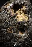 06103 - Beautiful Pyritized 2.48 Inch Unidentified Lower Cretaceous Ammonites