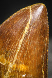 22236 - Finest Quality 1.73 Inch Carcharodontosaurus Dinosaur Tooth KemKem