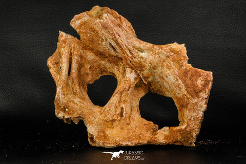 07748 - Top Rare 9.09 Inch Unidentified Dinosaur Bone Late Cretaceous Kem Kem