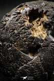 06103 - Beautiful Pyritized 2.48 Inch Unidentified Lower Cretaceous Ammonites