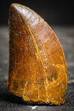 22236 - Finest Quality 1.73 Inch Carcharodontosaurus Dinosaur Tooth KemKem