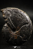 06103 - Beautiful Pyritized 2.48 Inch Unidentified Lower Cretaceous Ammonites