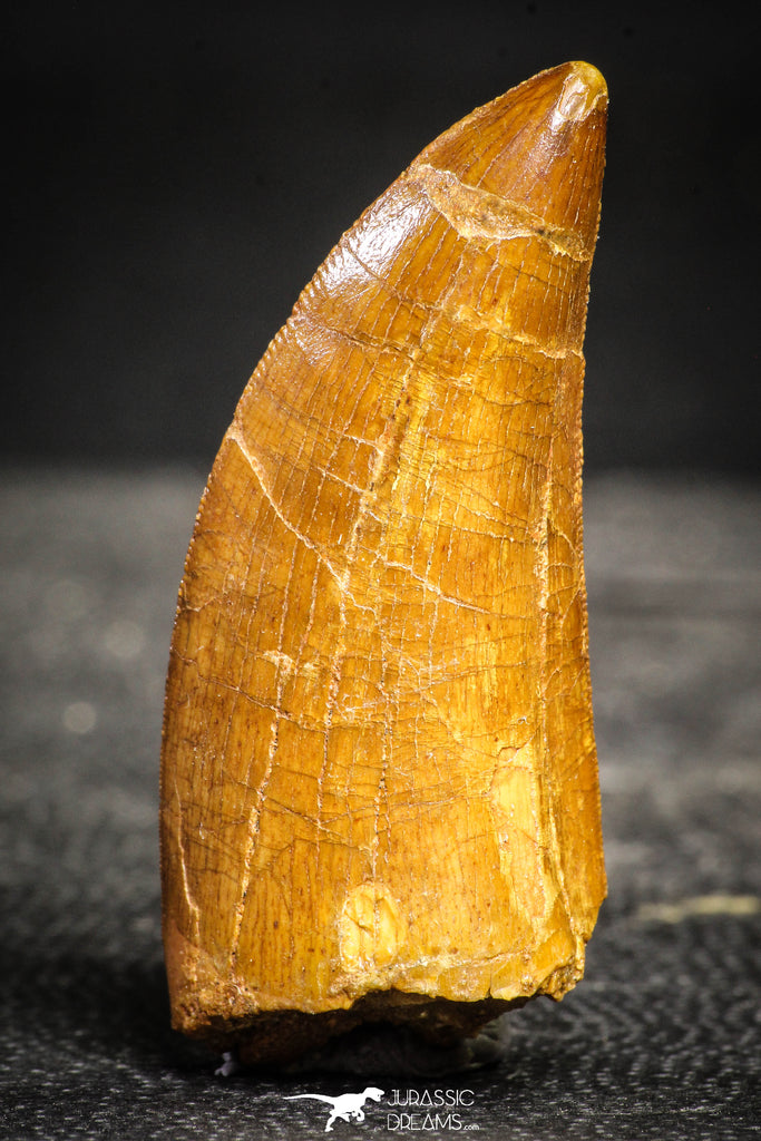 22237 - Top Quality Mesial Premaxillary 2.10 Inch Carcharodontosaurus Dinosaur Tooth KemKem