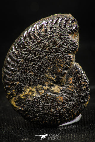 06104 - Top Quality Pyritized 1.39 Inch Unidentified Lower Cretaceous Ammonites