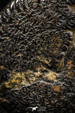 06104 - Top Quality Pyritized 1.39 Inch Unidentified Lower Cretaceous Ammonites