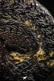 06104 - Top Quality Pyritized 1.39 Inch Unidentified Lower Cretaceous Ammonites