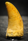 22238 - Top Beautiful Mesial Premaxillary 1.98 Inch Carcharodontosaurus Dinosaur Tooth KemKem