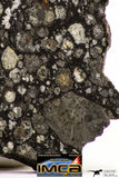 08856 - Top Rare Polished Thin Section NWA Carbonaceous Chondrite CV3 Type - 2.891 g