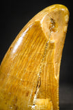 22238 - Top Beautiful Mesial Premaxillary 1.98 Inch Carcharodontosaurus Dinosaur Tooth KemKem