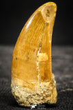 22238 - Top Beautiful Mesial Premaxillary 1.98 Inch Carcharodontosaurus Dinosaur Tooth KemKem