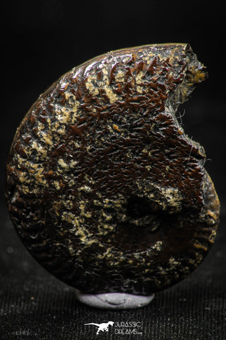 06105 - Well Preserved Pyritized 1.31 Inch Unidentified Lower Cretaceous Ammonites