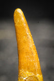 22239 - Top Quality 1.26 Inch Pterosaur (Coloborhynchus) Tooth Cretaceous KemKem