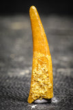 22239 - Top Quality 1.26 Inch Pterosaur (Coloborhynchus) Tooth Cretaceous KemKem