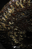 06105 - Well Preserved Pyritized 1.31 Inch Unidentified Lower Cretaceous Ammonites