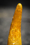 22239 - Top Quality 1.26 Inch Pterosaur (Coloborhynchus) Tooth Cretaceous KemKem