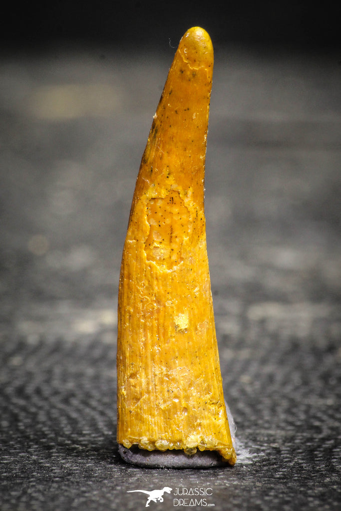 22239 - Top Quality 1.26 Inch Pterosaur (Coloborhynchus) Tooth Cretaceous KemKem