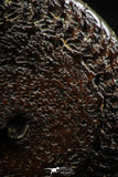 06105 - Well Preserved Pyritized 1.31 Inch Unidentified Lower Cretaceous Ammonites