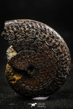 06105 - Well Preserved Pyritized 1.31 Inch Unidentified Lower Cretaceous Ammonites