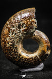 06106 - Well Preserved Pyritized 1.24 Inch Unidentified Lower Cretaceous Ammonites