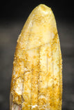 22241 - Well Preserved 1.33 Inch Rebbachisaurus Diplodocoid Sauropod Dinosaur Tooth