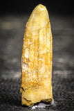 22241 - Well Preserved 1.33 Inch Rebbachisaurus Diplodocoid Sauropod Dinosaur Tooth