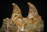 07790 - Beautiful Halisaurus arambourgi (Mosasaur) Partial Right Hemi-Jaw Cretaceous