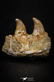 07790 - Beautiful Halisaurus arambourgi (Mosasaur) Partial Right Hemi-Jaw Cretaceous