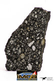 08859 - Top Rare Polished Thin Section NWA Carbonaceous Chondrite CV3 Type - 2.936 g