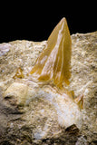 20772 - Top Huge 2.56 Inch Otodus obliquus Shark Tooth in Matrix Paleocene