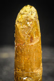 22242 - Beautiful 1.83 Inch Rebbachisaurus Diplodocoid Sauropod Dinosaur Tooth