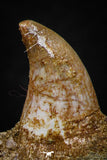 07790 - Beautiful Halisaurus arambourgi (Mosasaur) Partial Right Hemi-Jaw Cretaceous