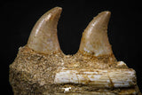 07790 - Beautiful Halisaurus arambourgi (Mosasaur) Partial Right Hemi-Jaw Cretaceous