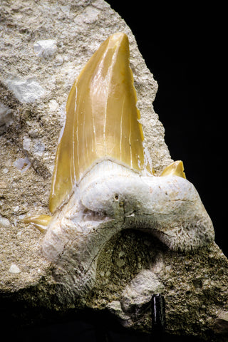 20773 - Top Huge 2.46 Inch Otodus obliquus Shark Tooth in Matrix Paleocene