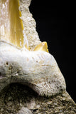 20773 - Top Huge 2.46 Inch Otodus obliquus Shark Tooth in Matrix Paleocene