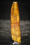 22243 - Top Quality 2.07 Inch Rebbachisaurus Diplodocoid Sauropod Dinosaur Tooth