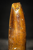 22243 - Top Quality 2.07 Inch Rebbachisaurus Diplodocoid Sauropod Dinosaur Tooth