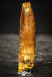 22243 - Top Quality 2.07 Inch Rebbachisaurus Diplodocoid Sauropod Dinosaur Tooth