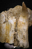 07791 - Beautiful 2.11 Inch Eremiasaurus heterodontus (Mosasaur) Rooted Tooth + Unidentified Bone