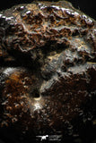 06108 - Beautiful Pyritized 0.97 Inch Phylloceras Lower Cretaceous Ammonites