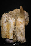 07791 - Beautiful 2.11 Inch Eremiasaurus heterodontus (Mosasaur) Rooted Tooth + Unidentified Bone